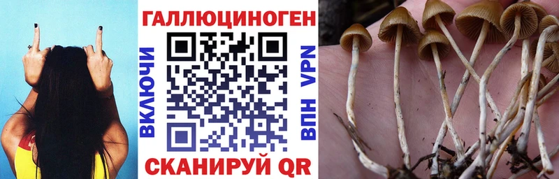 kraken сайт  Ростов  Псилоцибиновые грибы Psilocybe 